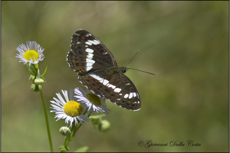 Limenitis camilla  